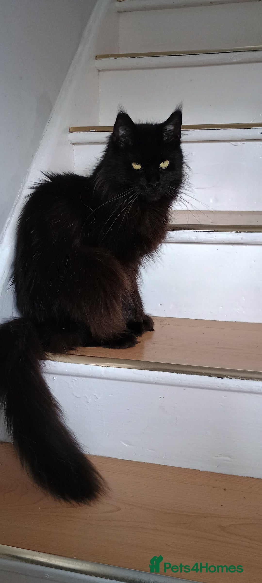 Maine Coon cats for sale: Female Maine coons - Image 4