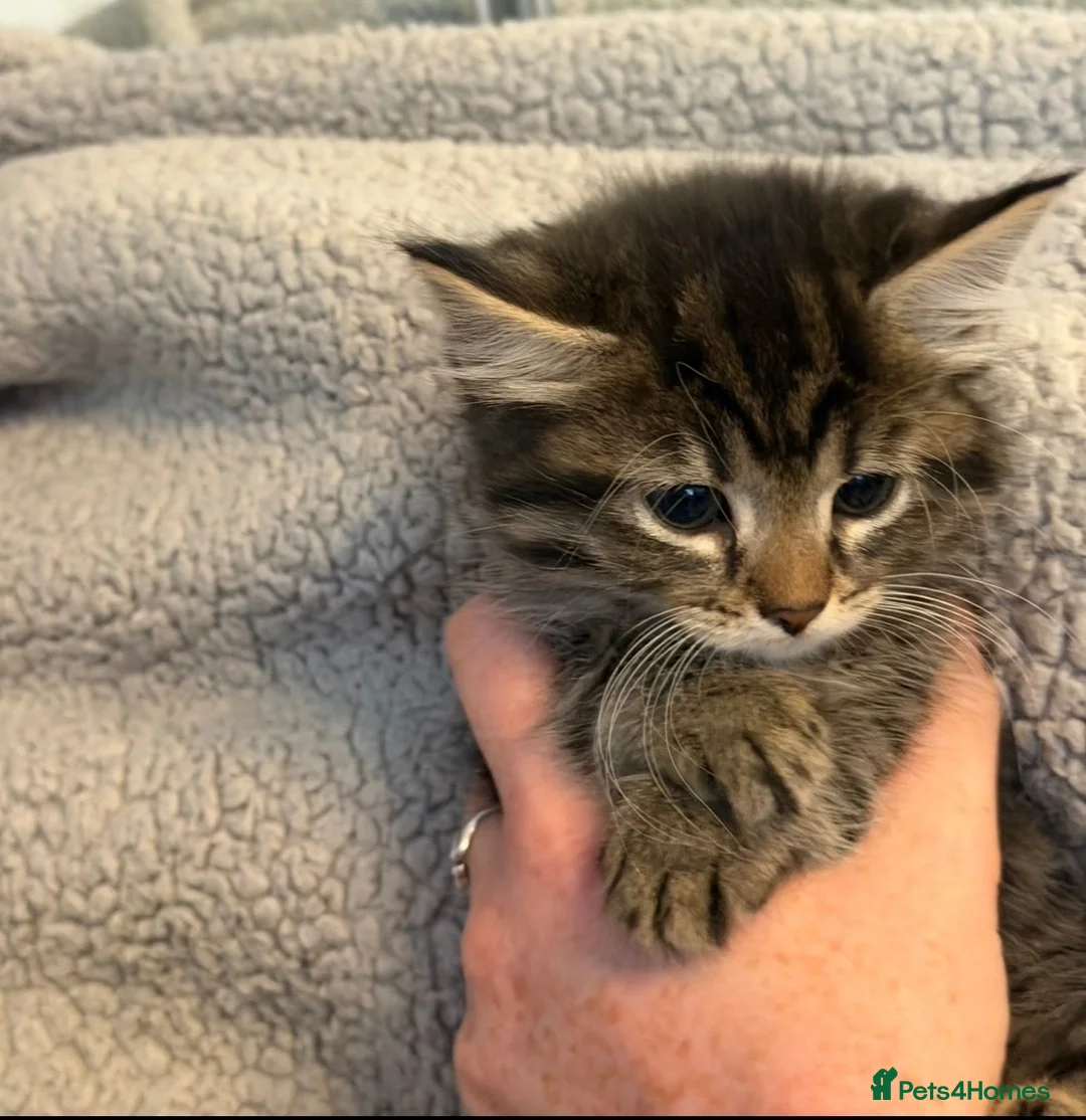 Mixed Breed cats for sale: Beautiful kittens looking for homes - Advert 2