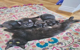 Mixed Breed cats for sale: 3 beautiful kittens for sale - Image 6