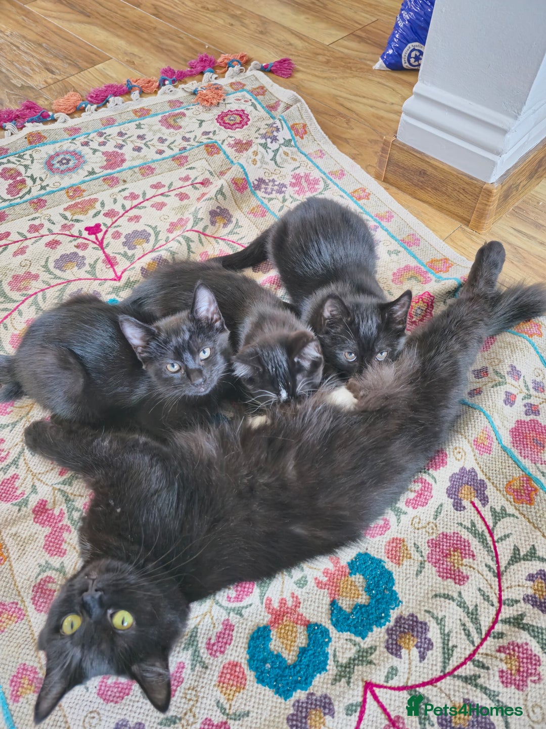 Mixed Breed cats for sale: 3 beautiful kittens for sale - Image 6