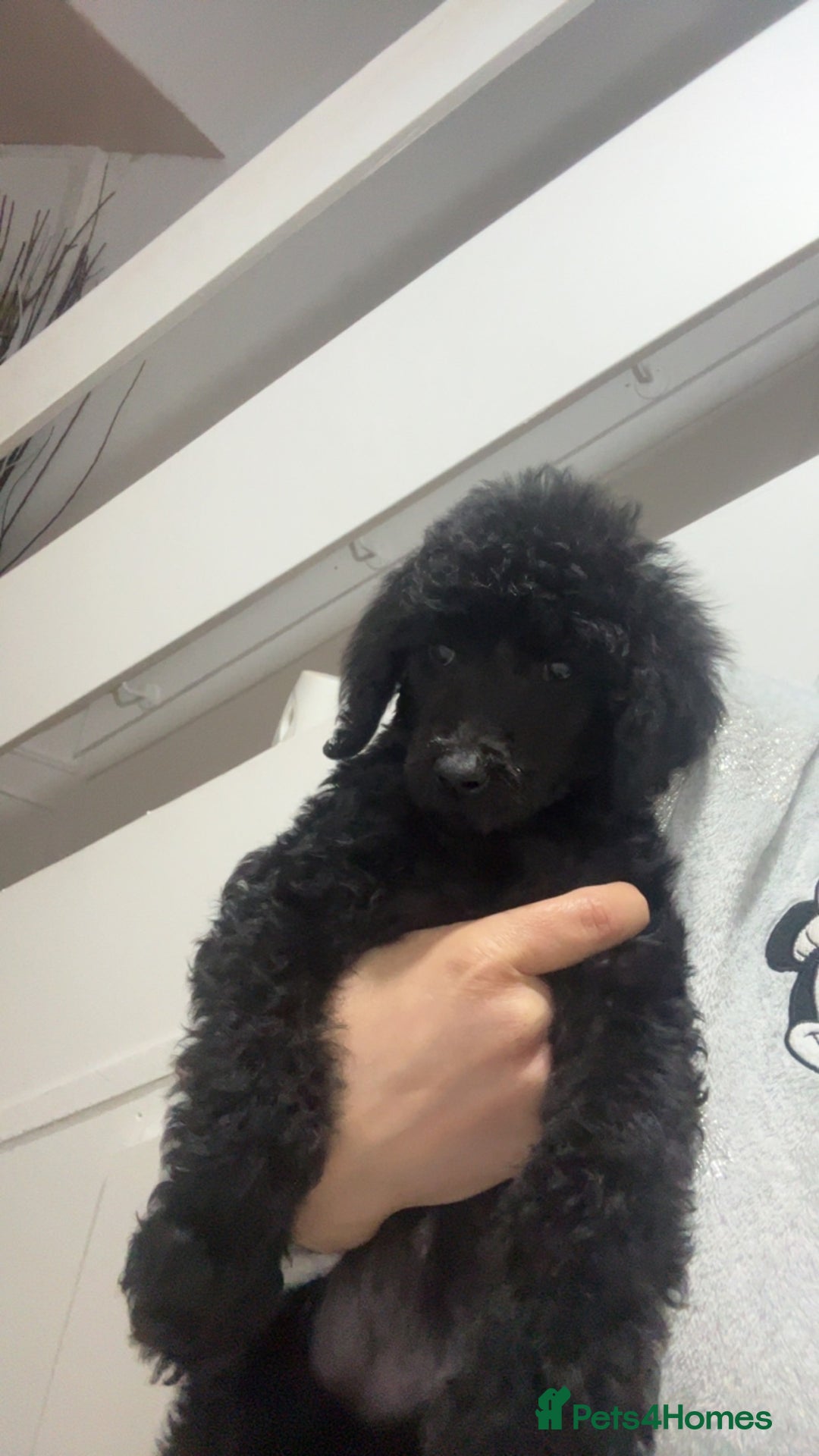 Standard Poodle dogs for sale: KC REGISTERED STANDARD POODLE - Advert 4