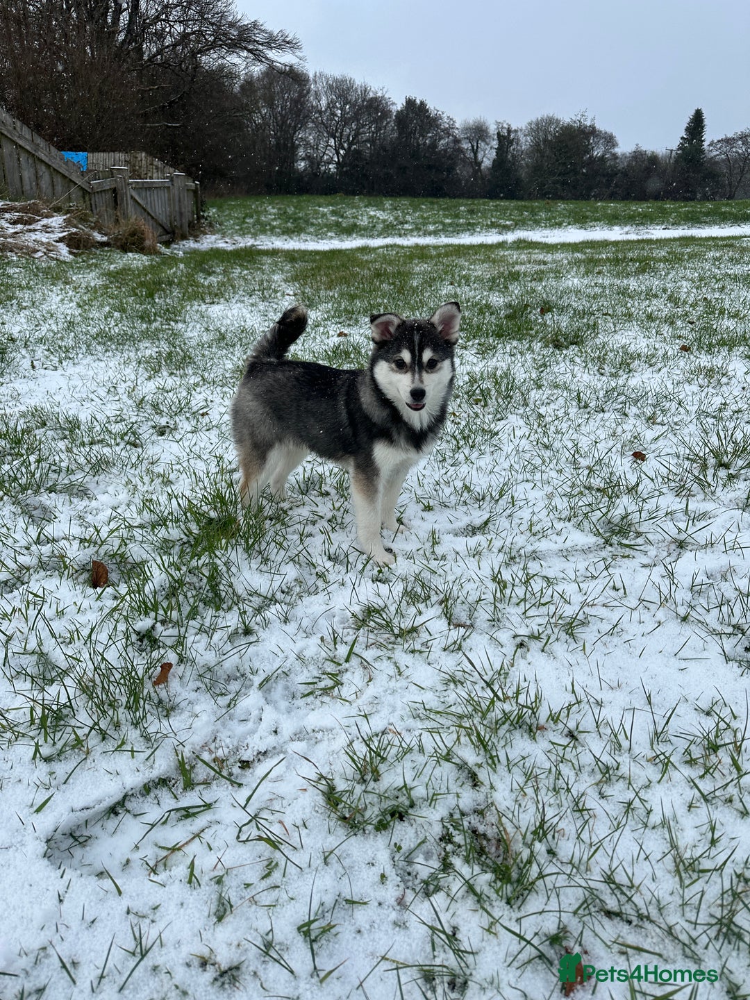 Pomsky dogs for sale: F3 perfect husky markings male Pomsky puppy  - Advert 2