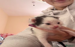 Mixed Breed cats for sale: Kittens for rehoming  - Advert 3