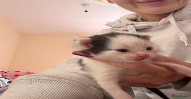 Mixed Breed cats Kittens for rehoming  - Advert 15