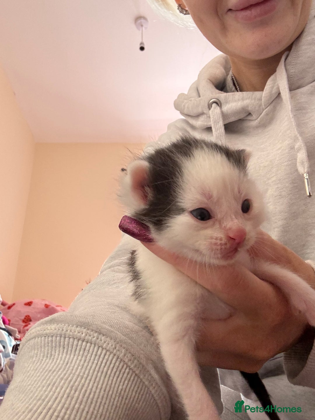 Mixed Breed cats for sale: Kittens for rehoming  - Advert 3