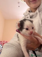 Mixed Breed cats Kittens for rehoming - Advert 1