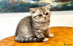 British Shorthair cats for sale: Ready NOW-Black Silver Tabby, Female - Image 3