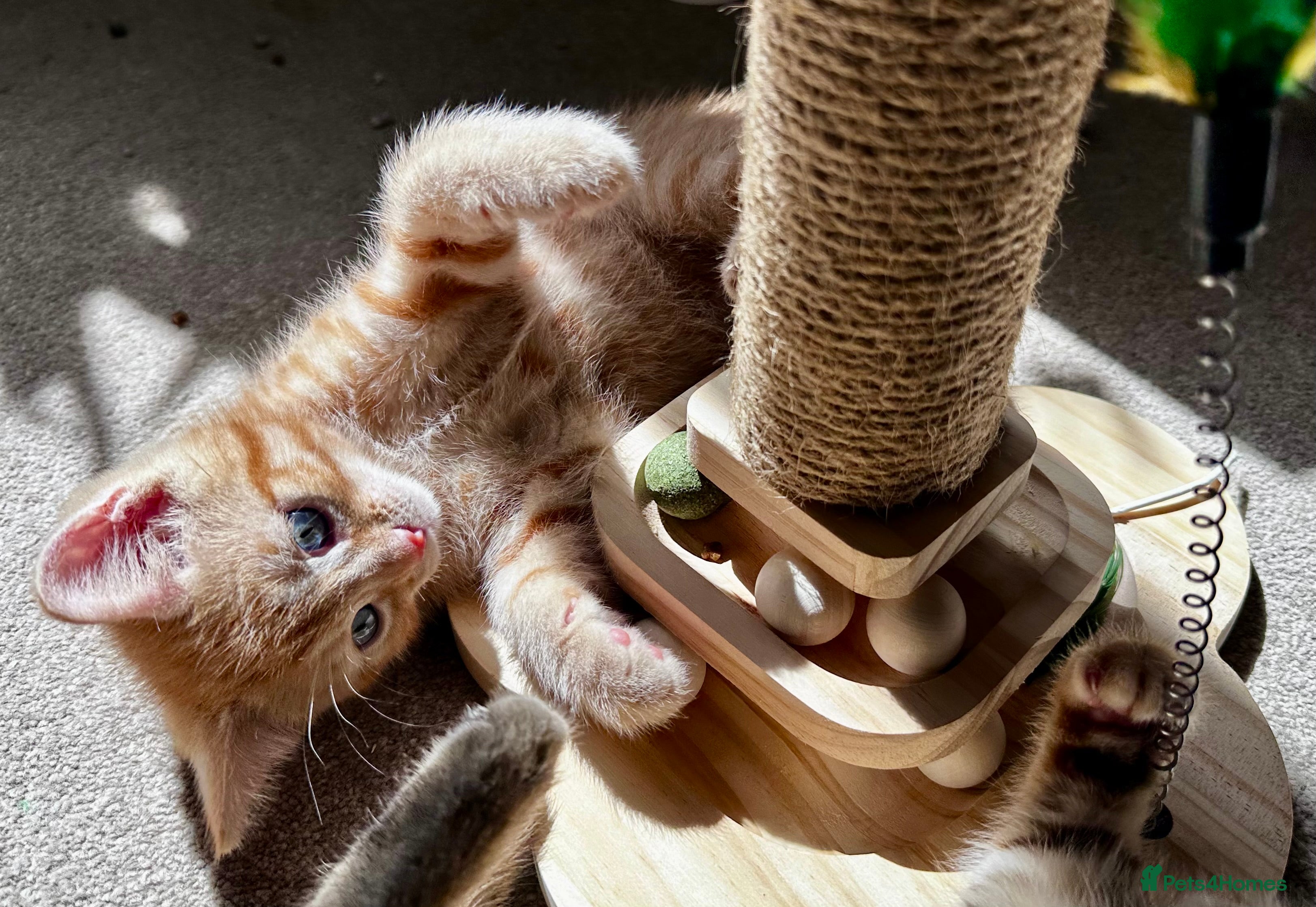 Mixed Breed cats Amiable bengal&tabby mix kittens  - Advert 2
