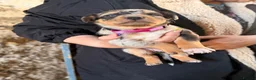 Mixed Breed dogs for sale: 4 x female kelpie/australian cattle dog cross  - Advert 3