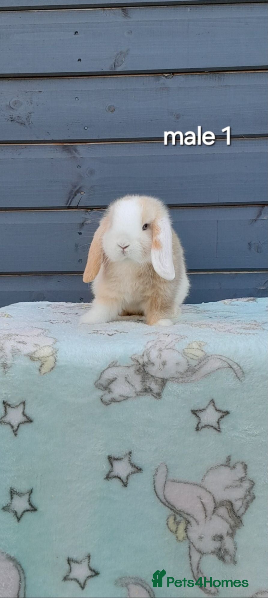 Mini Lop rabbits Stunning purebred mini lops  - Advert 1