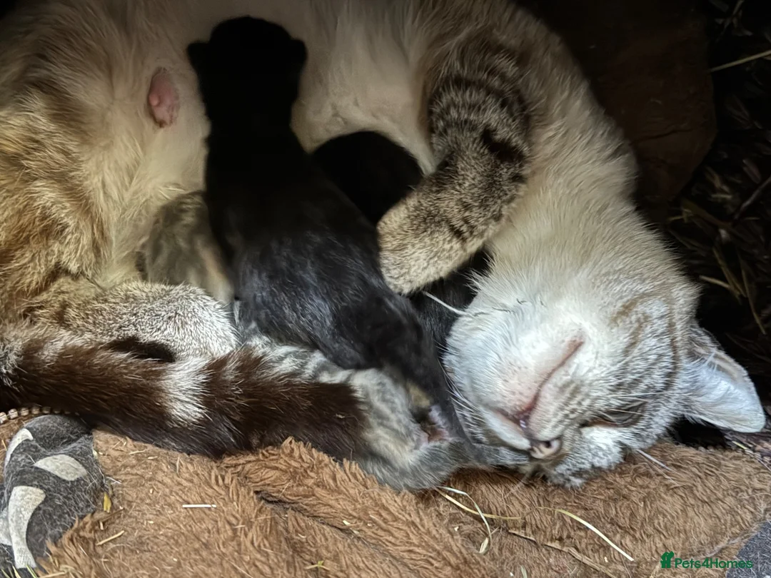 Mixed Breed cats for sale: Stunning kittens available to the best of homes  - Advert 13