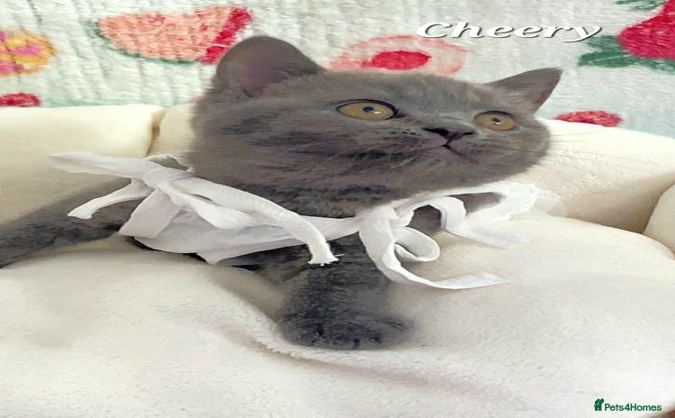 British Shorthair cats - Advert 14