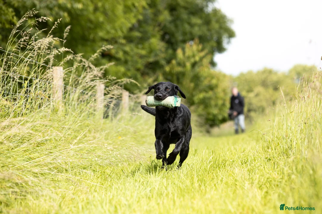 Labrador Retriever dogs for stud: FTCH sired superb lines absolute gent  in Droitwich - Advert 17