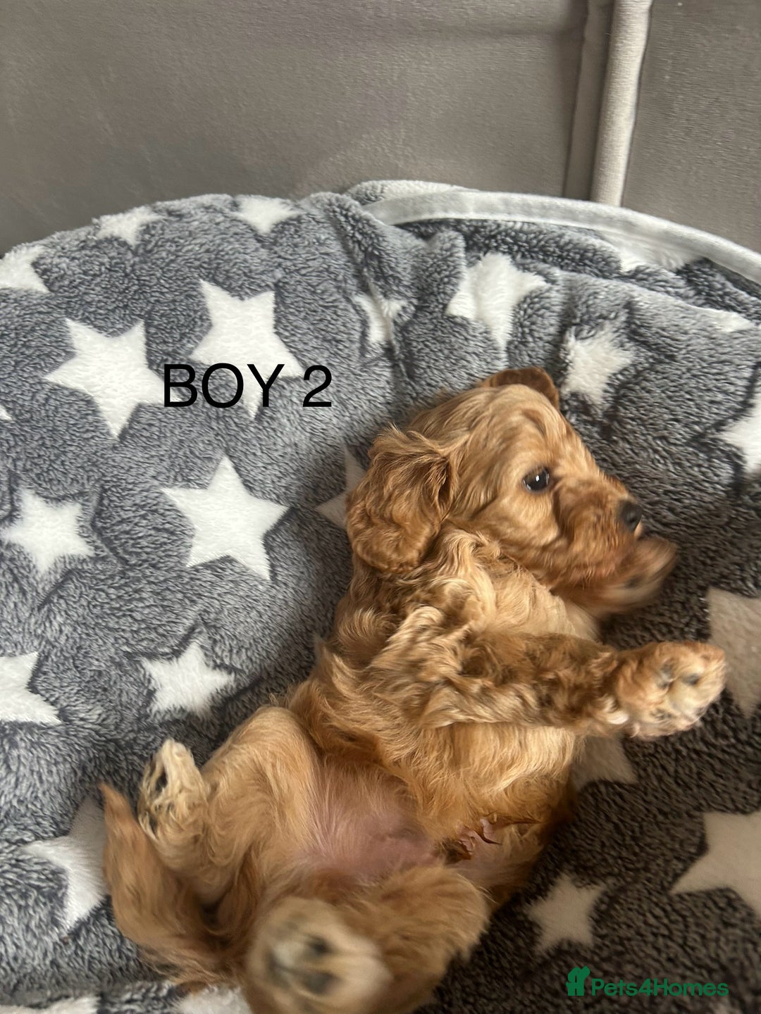 Cockapoo dogs for sale: Beautiful litter of tiny chunky Cockapoo puppies  - Image 6