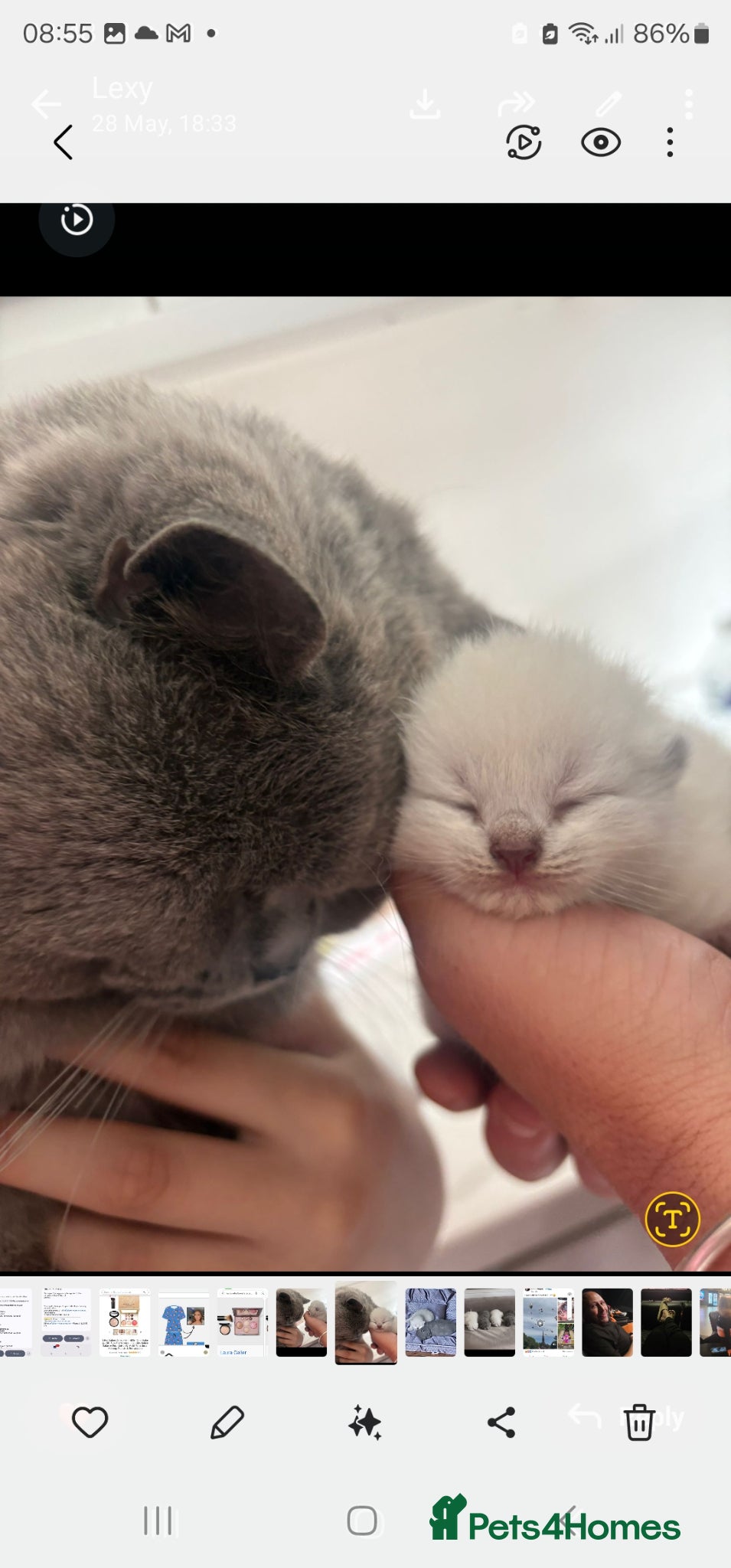 British Shorthair cats for sale: 4 bsh kittens - Advert 3