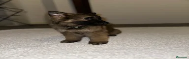 German Shepherd Puppy 3