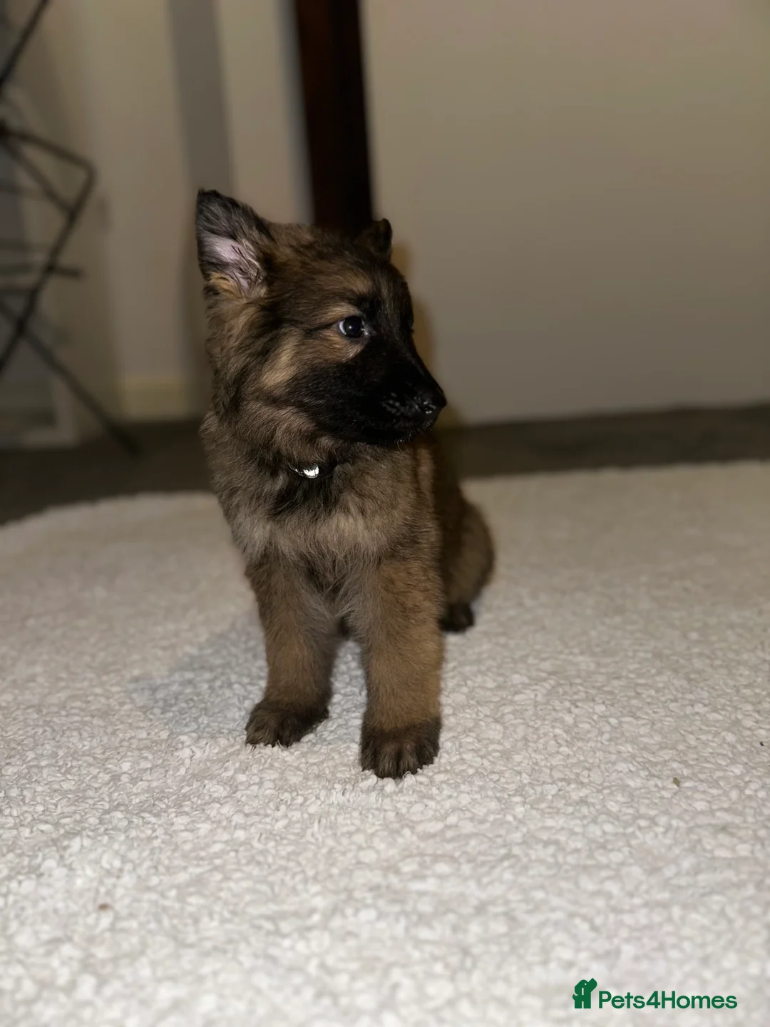 German Shepherd dogs for sale:  Long-Haired German Shepherd Puppies - Advert 13