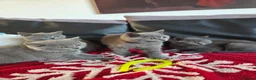 British Shorthair cats for sale: Beautiful British Shorthair kittens - Advert 23