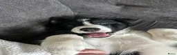 Border Collie dogs for sale: 10 weeks old border collie  - Advert 2