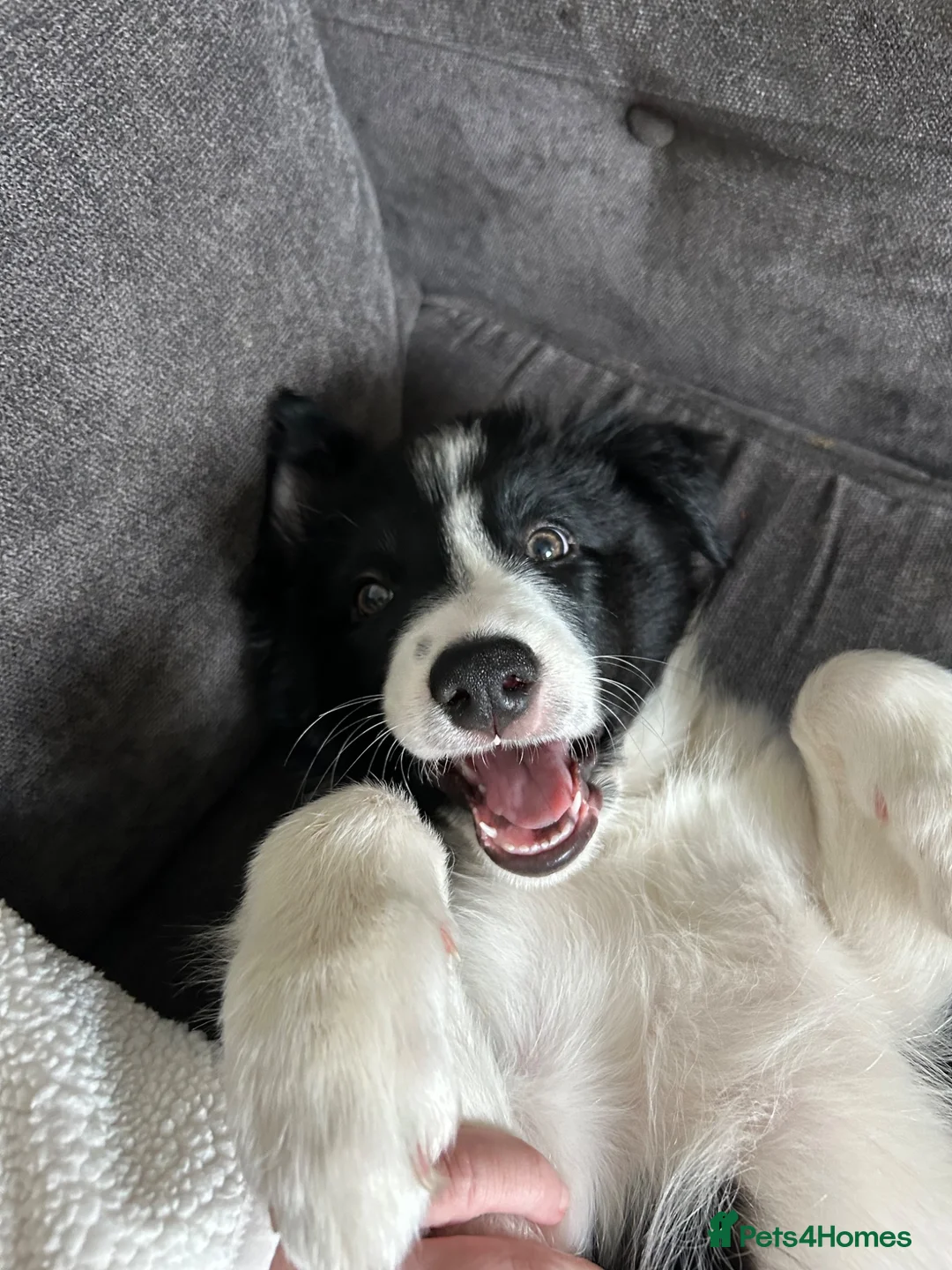 Border Collie dogs for sale: 10 weeks old border collie  - Advert 2