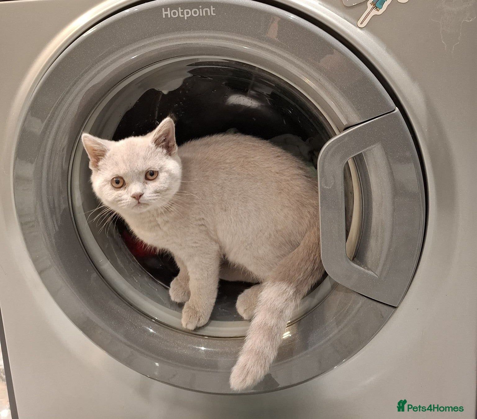 British Shorthair cats Lilac British shorthair ready now - Advert 8