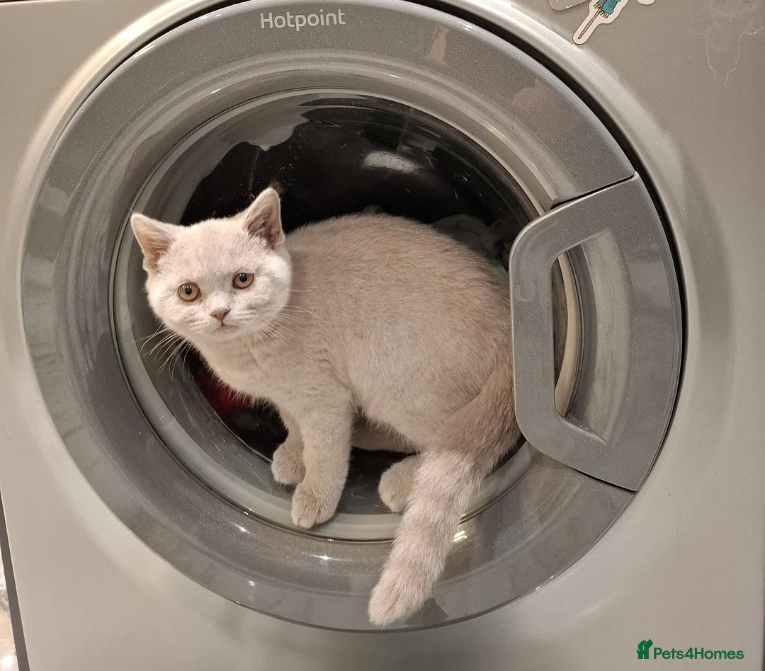 British Shorthair cats for sale: Lilac British shorthair ready now - Advert 1