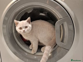 British Shorthair cats Lilac British shorthair ready now - Advert 1