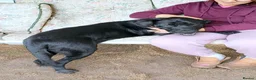 Mixed Breed dogs for adoption: 🐾 SHEAMY | Smart, Sensitive Labrador Cross ❤️ - Advert 7
