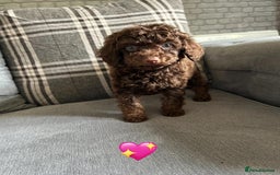Cavapoo dogs for sale: 1 girl left 💕 f1b cavapoos ready now 🏡 - Image 1