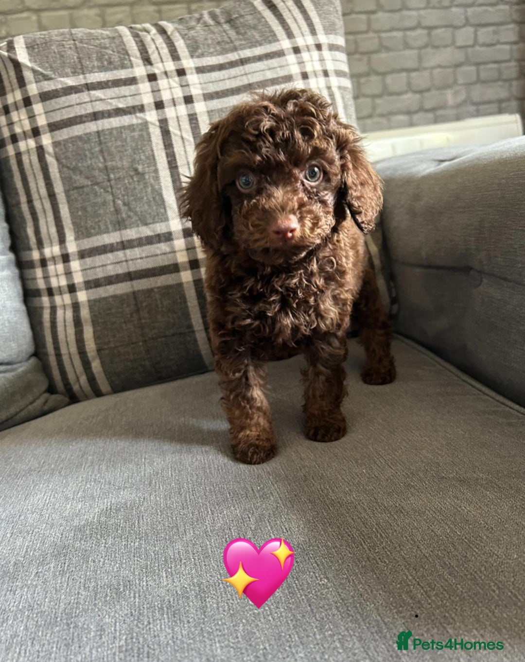Cavapoo dogs for sale: 1 girl left 💕 f1b cavapoos ready now 🏡 - Image 1