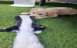 Chinese Crested dogs for sale: 5 beautiful Chinese crested puffs 3 girls 2 boys - Image 10