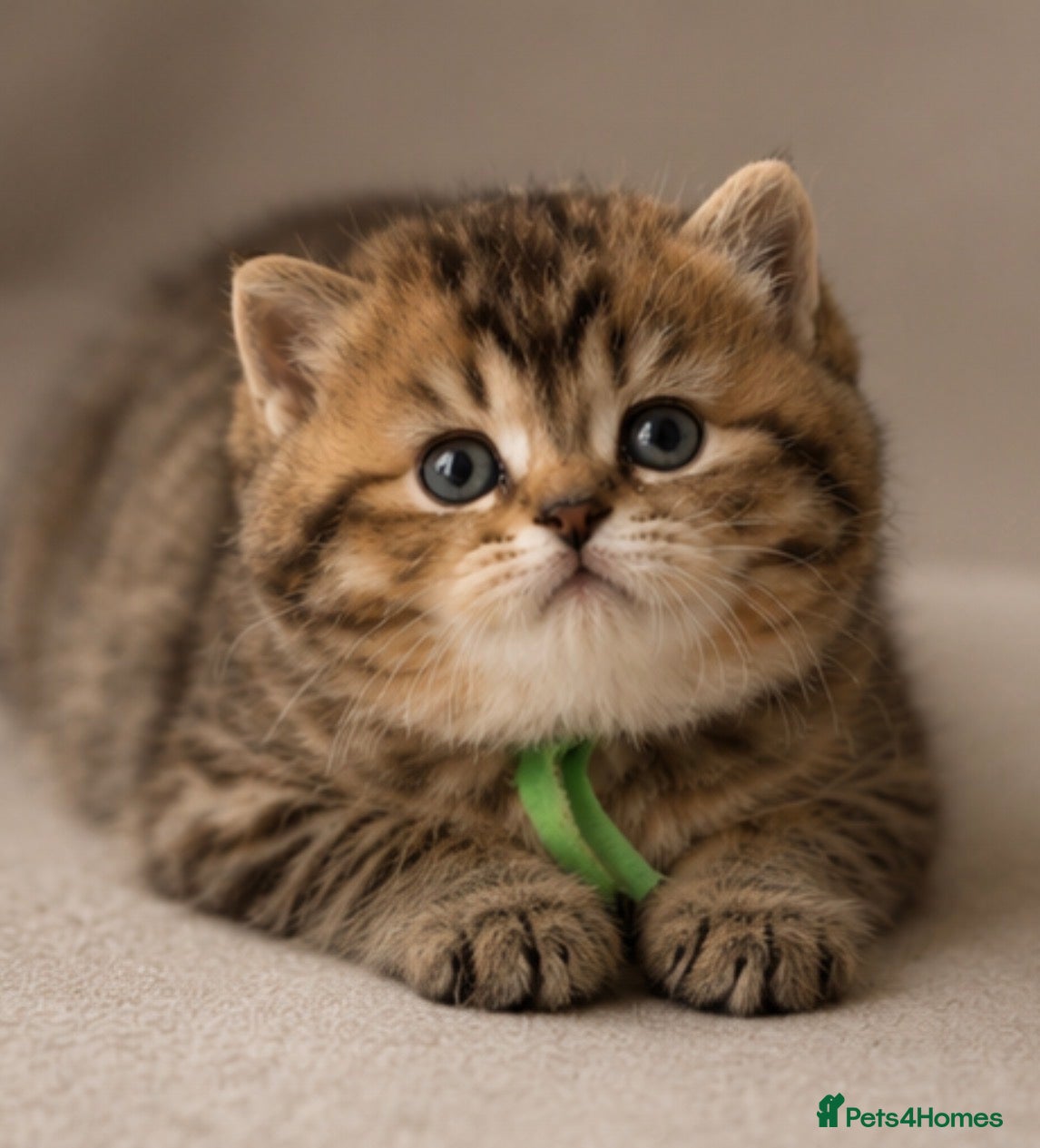 British Shorthair cats Well bred chunky kittens! 1 left don’t miss out!💚 - Advert 14