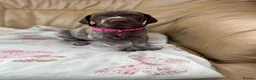 German Shorthaired Pointer dogs for sale: German shorthaired pointer  - Advert 3