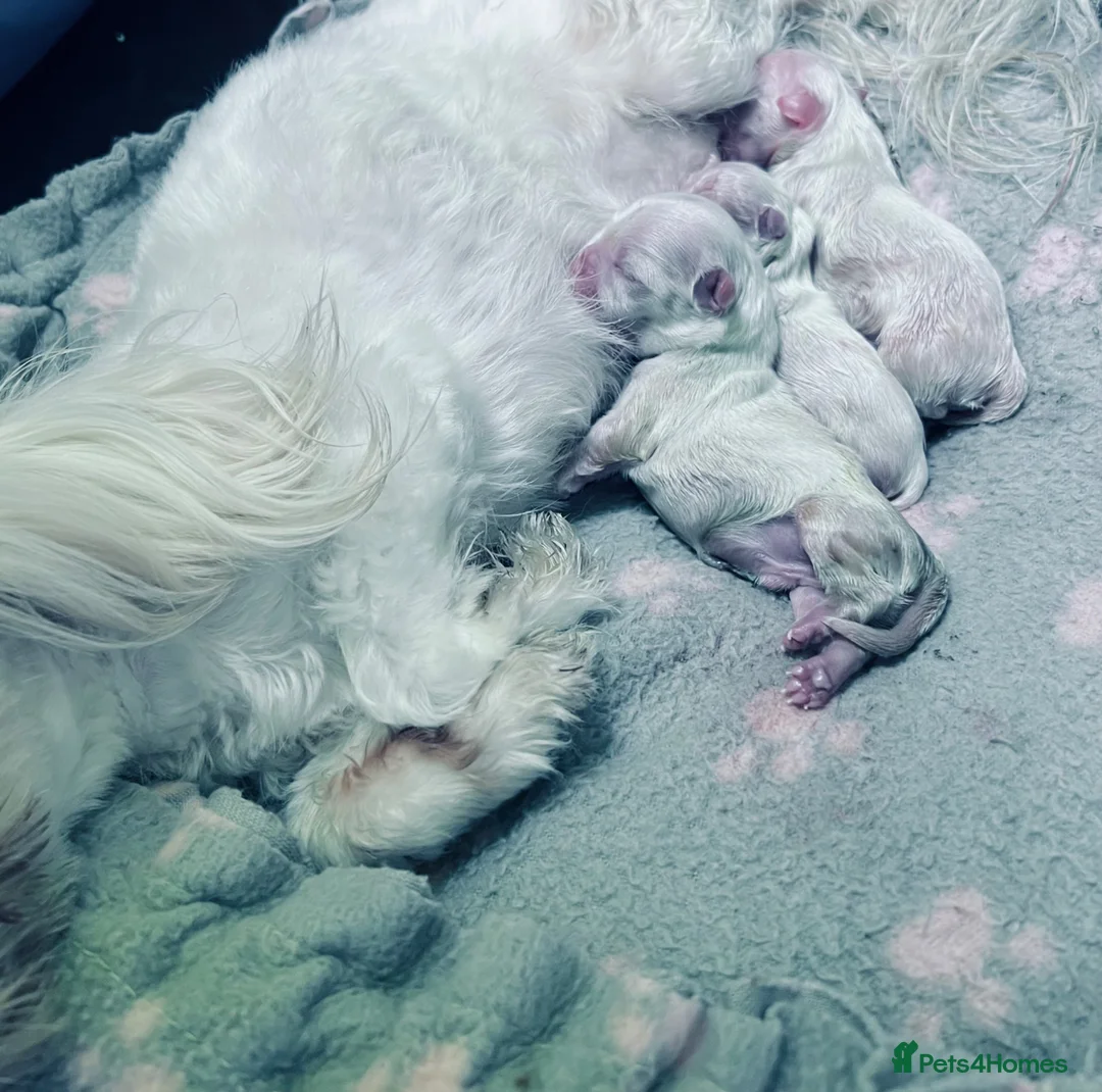 Maltese dogs for sale: Beautiful pure Korean Maltese puppies  - Advert 8