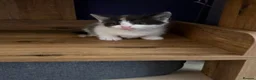 Mixed Breed cats for sale: 5 Beautiful kittens for sale £100 - Advert 15
