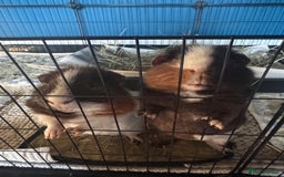 Guinea Pig rodents for sale: 2 x Male guinea pigs for sale  - Advert 4