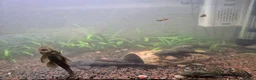 Plecos fish for sale: Bristlenose Plecos in Farnborough - Advert 3