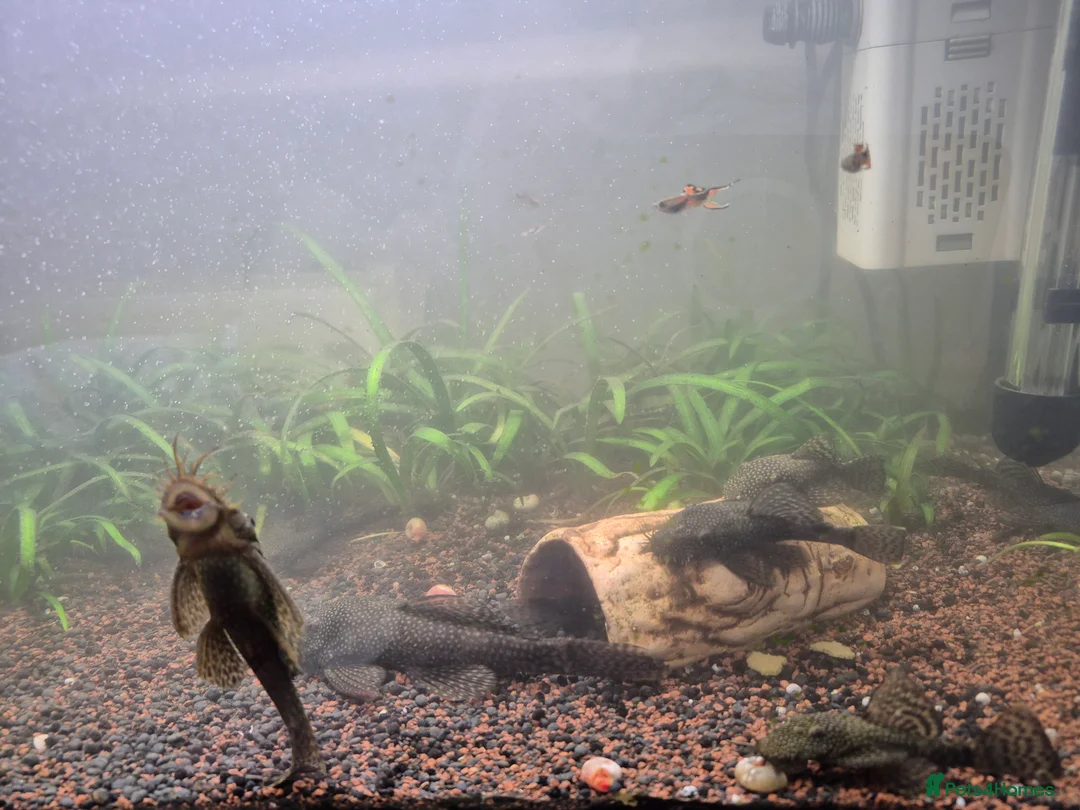 Plecos fish for sale: Bristlenose Plecos in Farnborough - Advert 3