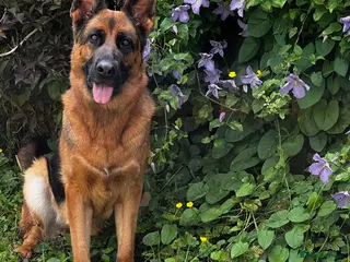 German Shepherd dogs Male puppy available - Advert 1