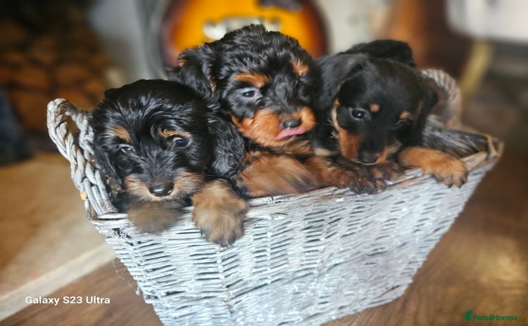 Doxiepoo dogs - Advert 1
