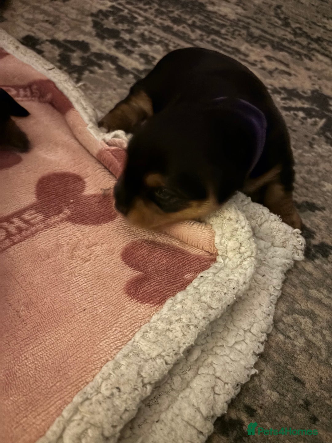 Yorkshire Terrier dogs for sale: Yorkie Pups ready from 7th Feb 1 boy 1 girl, - Advert 3