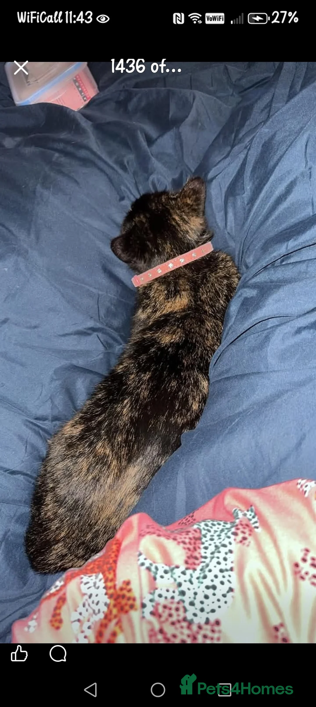 British Shorthair cats for sale: Black cat  - Advert 2