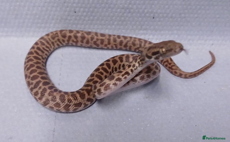 Python Snake reptiles - Advert 16