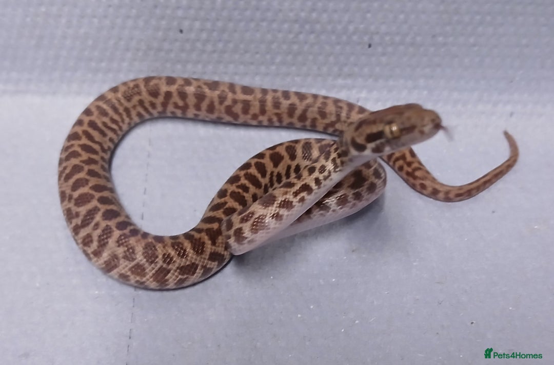 Python Snake reptiles for sale: Children's Pythons  - Image 1