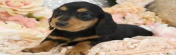 Miniature Dachshund dogs for sale: KC Miniature Dachshund Longhair Puppies - Advert 3