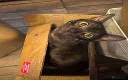 Bengal cats for sale: 2 Bengals Boy Brothers 11 Months Old - Advert 24