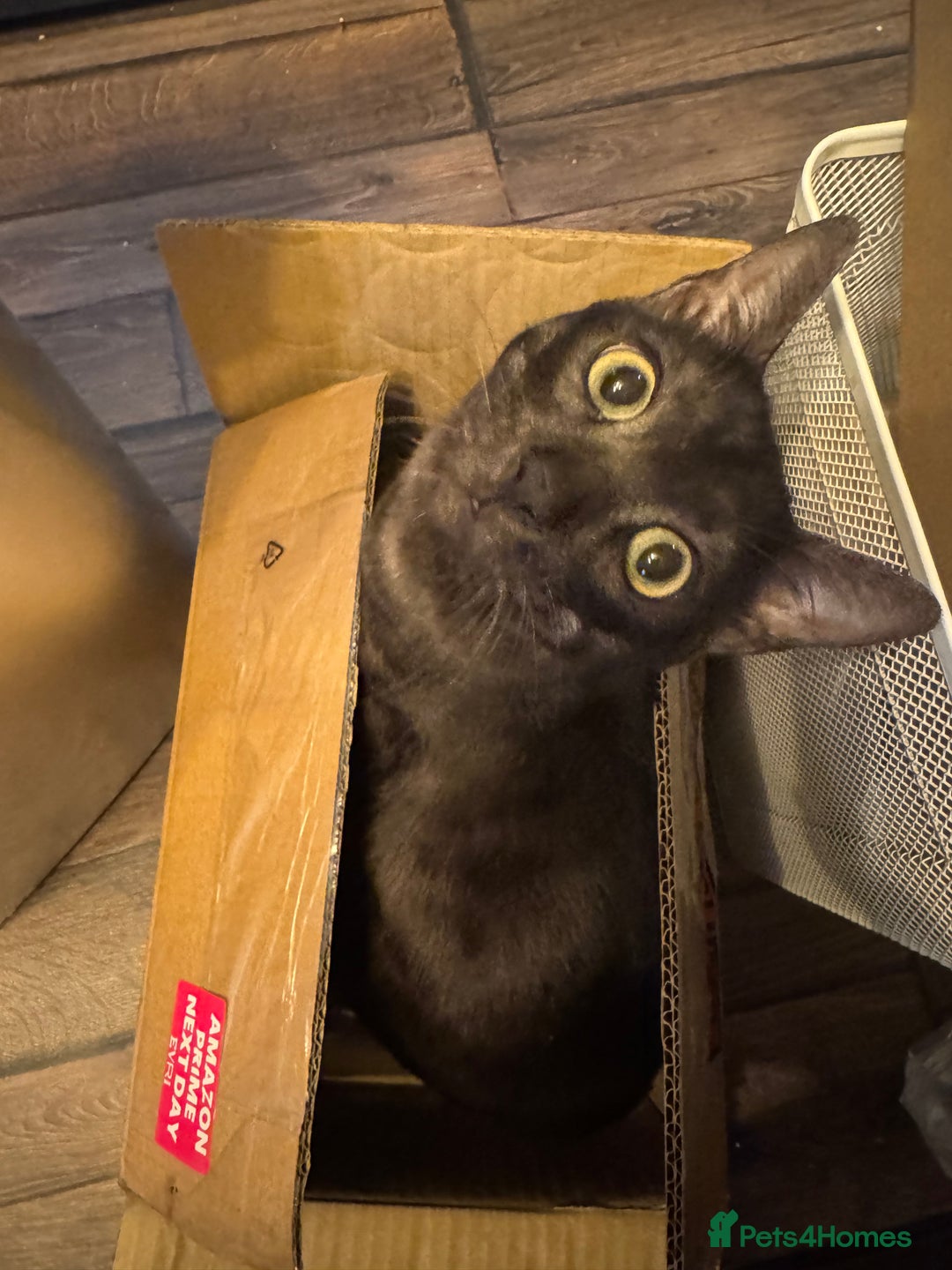 Bengal cats for sale: 2 Bengals Boy Brothers 11 Months Old - Advert 24