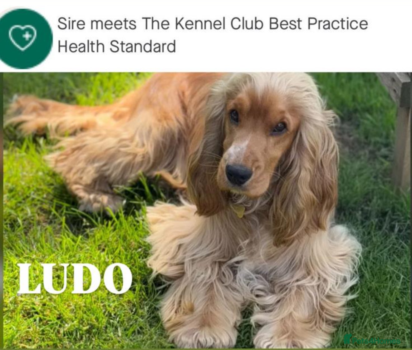 Cocker Spaniel dogs LUDO Golden KC Show Cocker Stud FAB colour range  - Advert 1