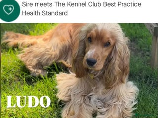 Cocker Spaniel dogs GOLDEN Show Cocker Stud KC EXCEPTIONAL TESTS- LUDO in Bradford-on-Avon - Advert 19