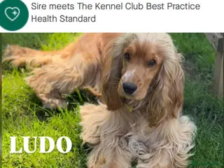 Cocker Spaniel dogs LUDO Golden KC Show Cocker Stud FAB colour range - Advert 1